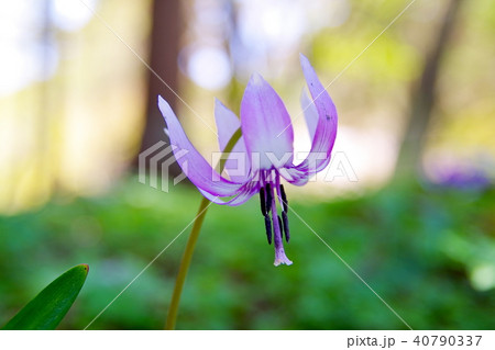 カタクリ　花 40790337