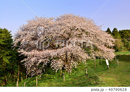 慈眼桜 慈眼桜 40790628