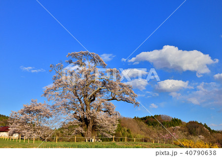 塩ノ崎の大桜の写真素材