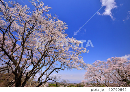 福島の桜 40790642