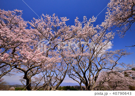 福島の桜 40790643