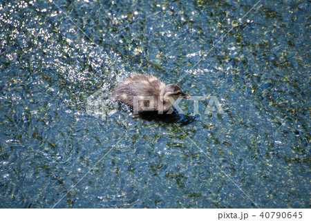 カルガモのヒナ 40790645