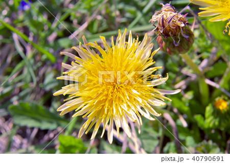 タンポポ　ウスジロシナノタンポポ 40790691