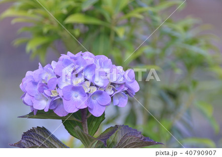 あじさい あじさい 40790907