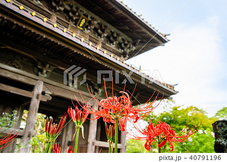 鎌倉 英勝寺 総門と彼岸花の写真素材