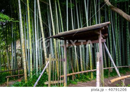 鎌倉 英勝寺 竹林 40791206