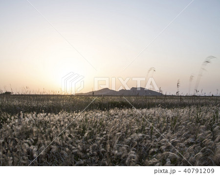 野原 イルムル ピルギ 40791209