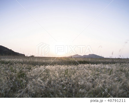 野原 イルムル ピルギ 40791211
