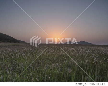 野原 イルムル ピルギ 40791217