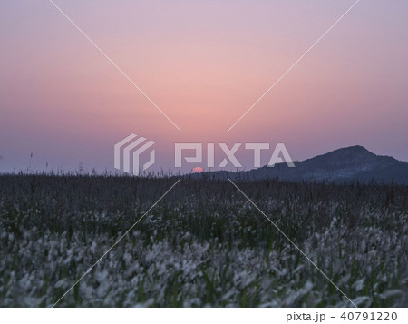 野原 イルムル ピルギ 40791220