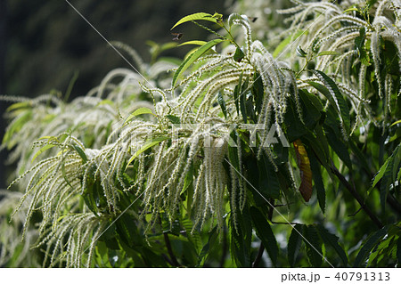 栗の木の花の写真素材