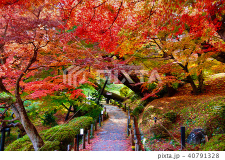 秋の霞ヶ城公園(二本松市) 秋の霞ヶ城公園(二本松市) 40791328