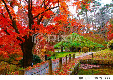 秋の霞ヶ城公園・笠松(二本松市) 秋の霞ヶ城公園・笠松(二本松市) 40791333