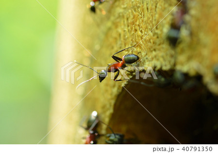 ムネアカオオアリ 札幌市 ムネアカオオアリ 札幌市 40791350