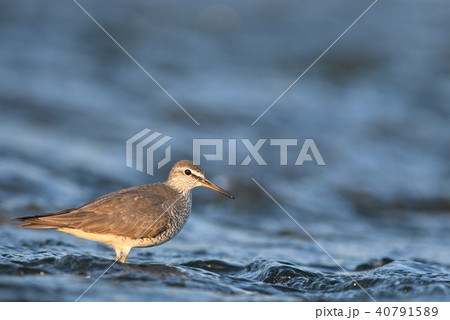 初夏、多摩川に滞在するキアシシギ 40791589