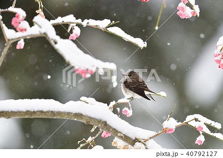 初雪とエゾビタキ 初雪とエゾビタキ 40792127