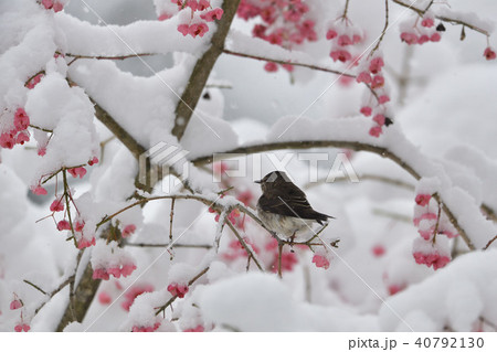 初雪とエゾビタキ 40792130