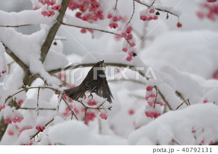 初雪とエゾビタキ 40792131