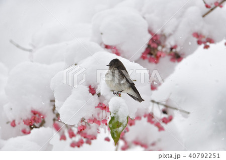 初雪とエゾビタキ 40792251