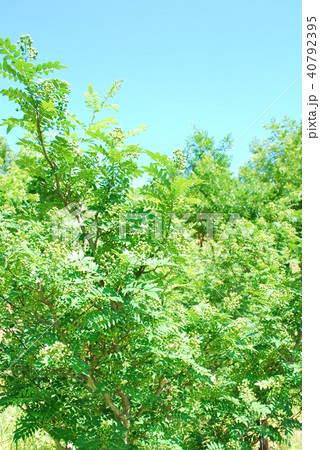 さんしょの木 40792395