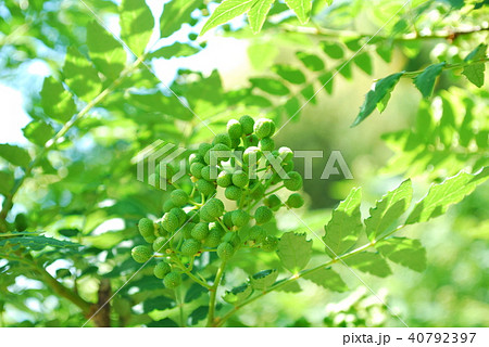 さんしょの実 さんしょの実 40792397