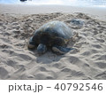 亀　ハワイの海にて 40792546