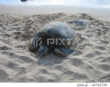 亀 ハワイの海にて 亀 ハワイの海にて 40792546