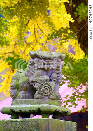 狛犬・長床の大イチョウ(喜多方市) 狛犬・長床の大イチョウ(喜多方市) 40792598