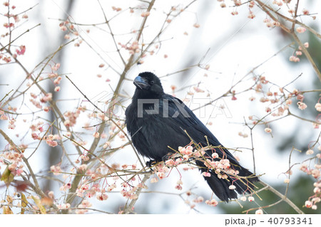 マユミとカラス マユミとカラス 40793341
