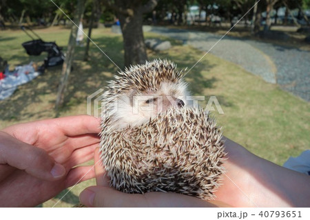 ハリネズミ ハリネズミ 40793651