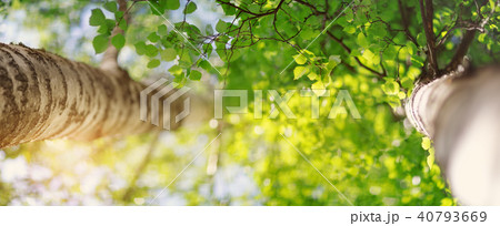 New birch leaves New birch leaves 40793669