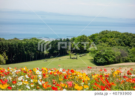 淡路島・花さじきに咲くポピー 淡路島・花さじきに咲くポピー 40793900