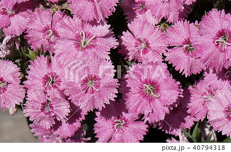 ナデシコ 桃色花の写真素材
