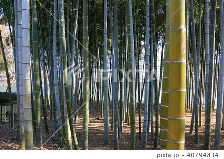縮景園　 40794834
