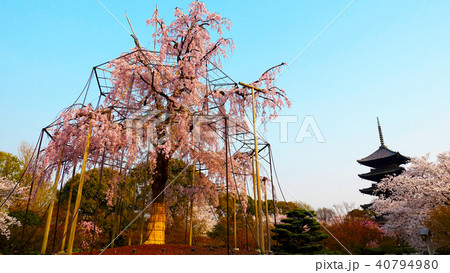 京都 東寺 不二桜と五重塔 京都 東寺 不二桜と五重塔 40794980