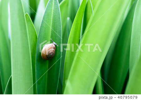 Snail on green leaf. 40795079