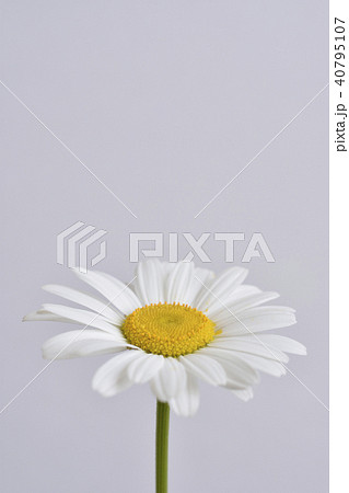 フランスギク 40795107