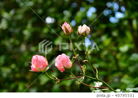 新緑、バラ、イメージ素材、優しい色合いのピンクの薔薇、蕾 40795531