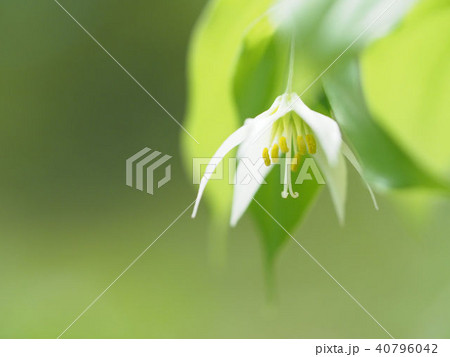 チゴユリ 40796042