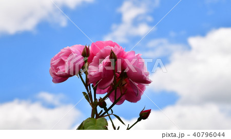 青空とピンクのバラ 青空とピンクのバラ 40796044