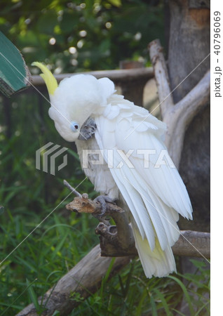 アオメキバタン（上野動物園／東京都台東区上野公園） 40796069