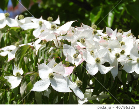 満開となったヤマボウシの花 40796228