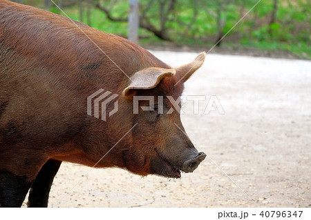 ブタ ぶた 豚 横顔の写真素材