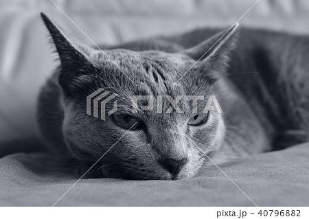 ロシアンブルー　猫 40796882