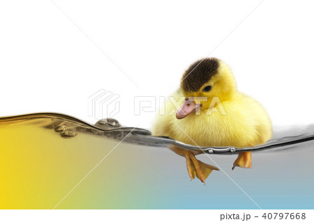 The yellow cute duckling swimming on water wave The yellow cute duckling swimming on water wave 40797668