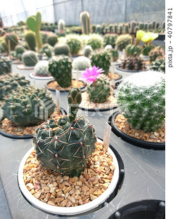Cactus Gymnocalycium in the pot at farm 40797841