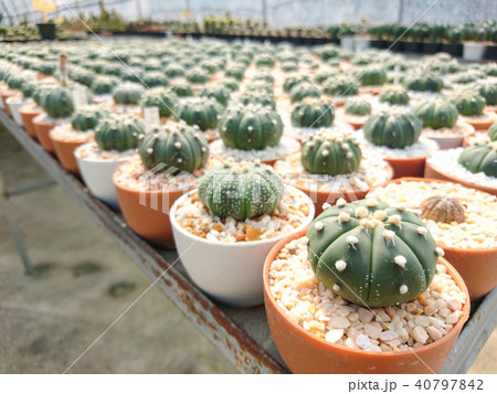 Close up of Cactus Astrophytum Asterias 40797842