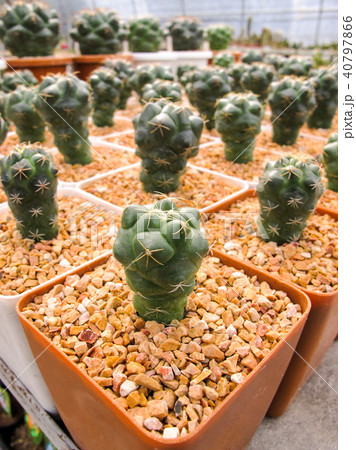 Close Up Coryphantha Elephantidens Cactus 40797866