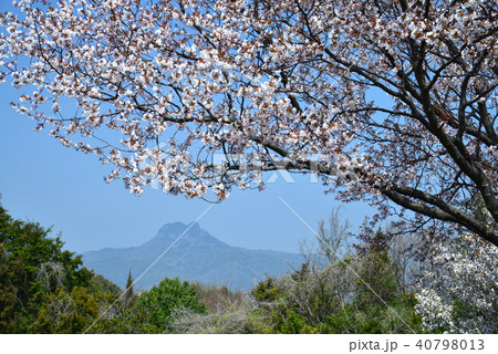 山桜（香川県さぬき市志度　八栗山遠望） 40798013
