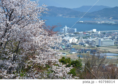 山桜（香川県さぬき市志度　市庁舎、志度高校、志度湾遠望） 40798014